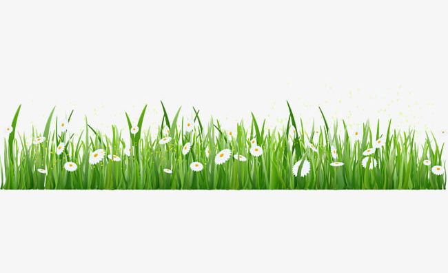 Grass Border Texture PNG, Clipart, Border, Border Clipart, Chrysanthemum, Dig, Flower Free PNG Download