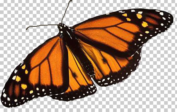 Monarch Butterfly Biosphere Reserve Insect Brush-footed Butterflies PNG, Clipart, Animal Migration, Arthropod, Bacillus Thuringiensis, Brush Footed Butterfly, Butt Free PNG Download