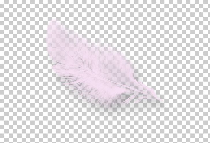 Pink M Feather RTV Pink PNG, Clipart, Animals, Feather, Pink, Pink M, Quill Free PNG Download