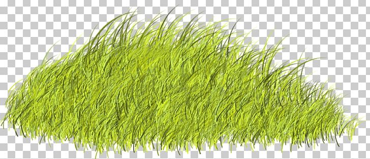 Plant 2752 (u0639u062fu062f) 2753 (u0639u062fu062f) 2743 (u0639u062fu062f) PNG, Clipart, Background Green, Beautiful, Beautiful Grass, Beauty, Beauty Salon Free PNG Download