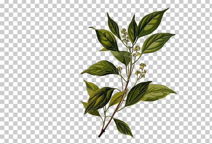Camphor Tree Ravensara Aromatica Oil PNG, Clipart, Bitter Orange, Branch, Camphor, Camphor Tree, Chinese Cinnamon Free PNG Download