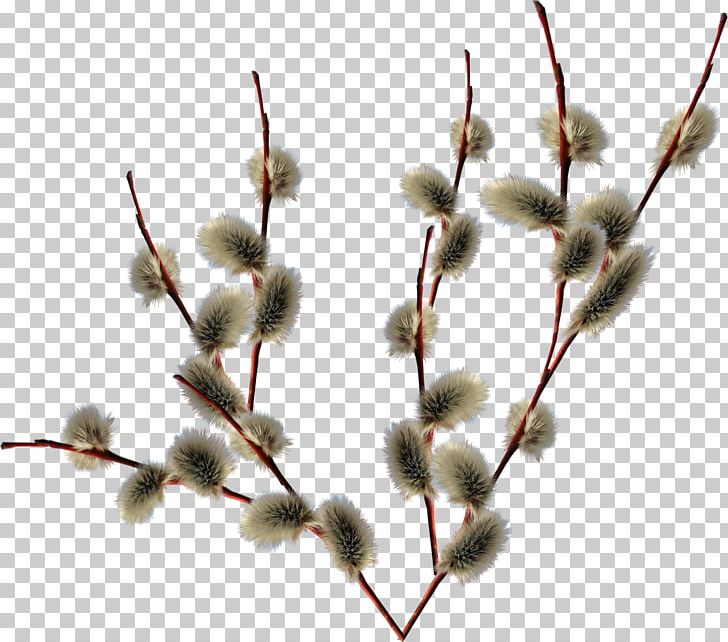 Encapsulated PostScript PNG, Clipart, Blossom, Branch, Branches, Encapsulated Postscript, Miscellaneous Free PNG Download