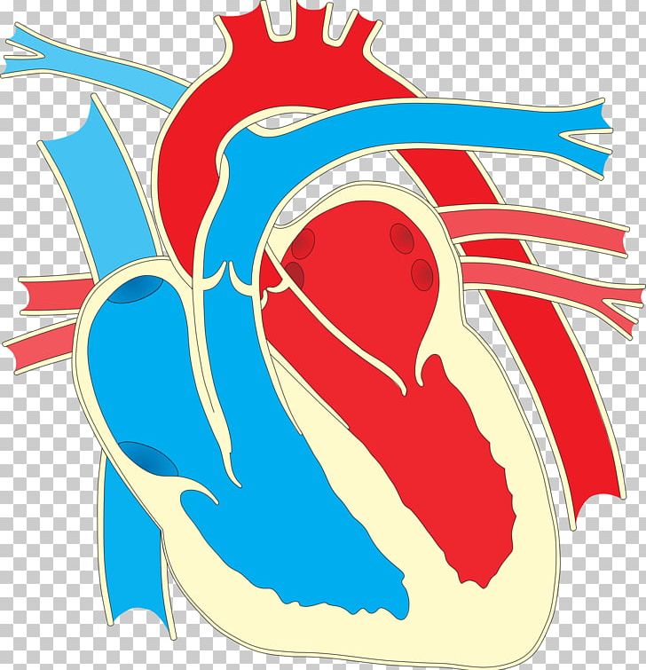 Wiring Diagram Heart Drawing PNG, Clipart, Anatomy, Aorta, Area, Art, Artwork Free PNG Download