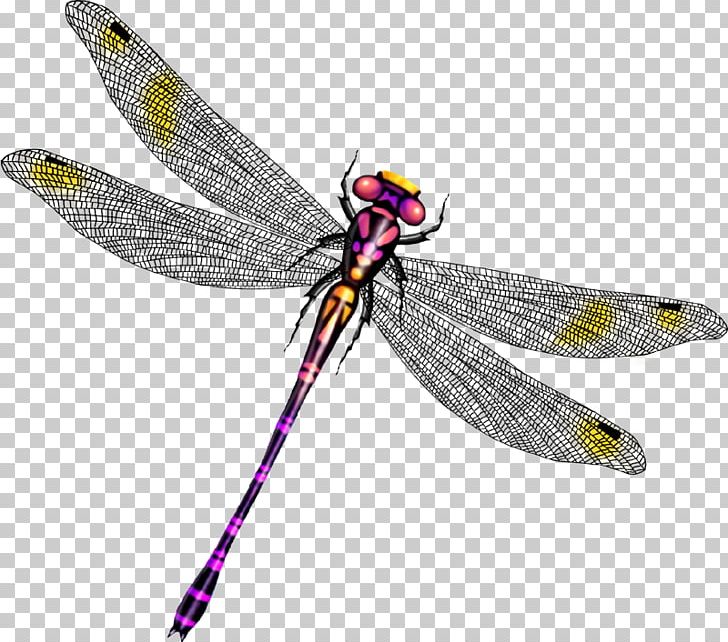 Dragonfly PNG, Clipart, Angel Wing, Angel Wings, Animation, Arthropod, Beauty Free PNG Download