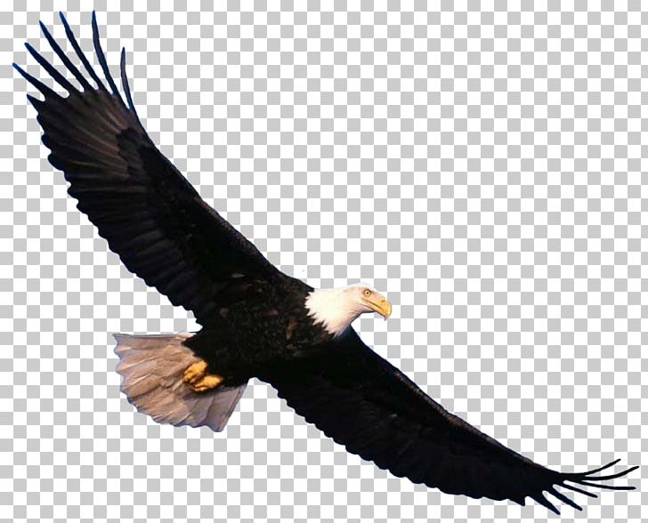 Eagle PNG, Clipart, Eagle Free PNG Download