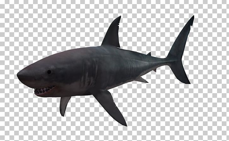 Great White Shark 3D Computer Graphics PNG, Clipart, 3d Animation, 3d Arrows, 3d Background, 3d Computer Graphics, 3d Effect Free PNG Download