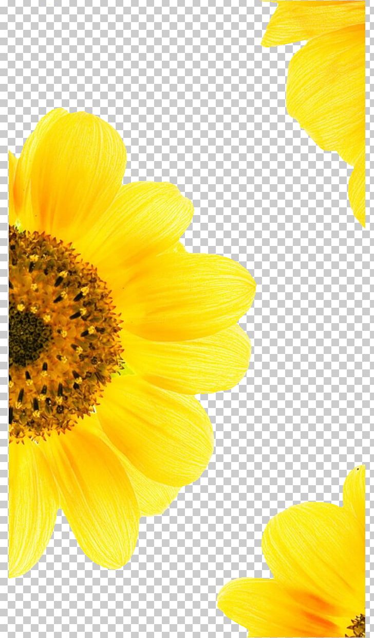 Common Sunflower Summer Google S PNG, Clipart, Background, Computer, Computer Wallpaper, Daisy Family, Decoration Free PNG Download