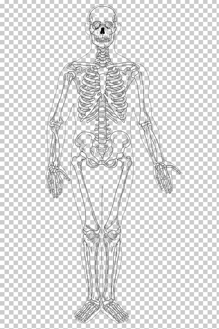 Human Skeleton Appendicular Skeleton The Skeletal System PNG, Clipart, Abdomen, Anatomy, Arm, Art, Costume Design Free PNG Download