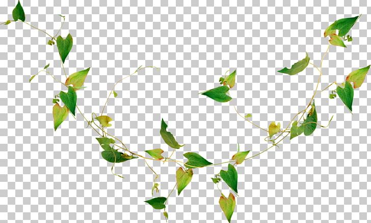 Leaf Nature Plant Render PNG, Clipart, Branch, Common Ivy, Computer Wallpaper, Description, Desktop Wallpaper Free PNG Download
