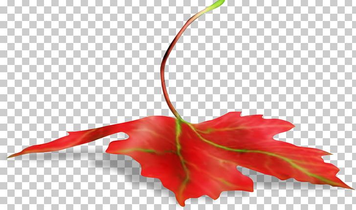 Maple Leaf Branch PNG, Clipart, Autumn Leaves, Branch, Digital Image, Flower, Flowering Plant Free PNG Download