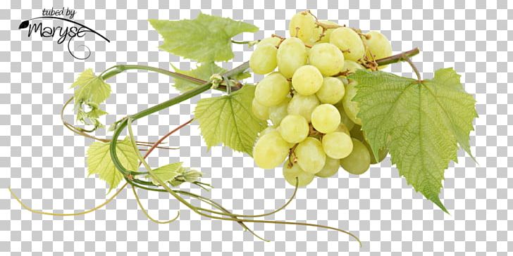 Sultana Common Grape Vine Seedless Fruit Juice PNG, Clipart, Auglis, Drink, Food, Fruit, Fruit Nut Free PNG Download