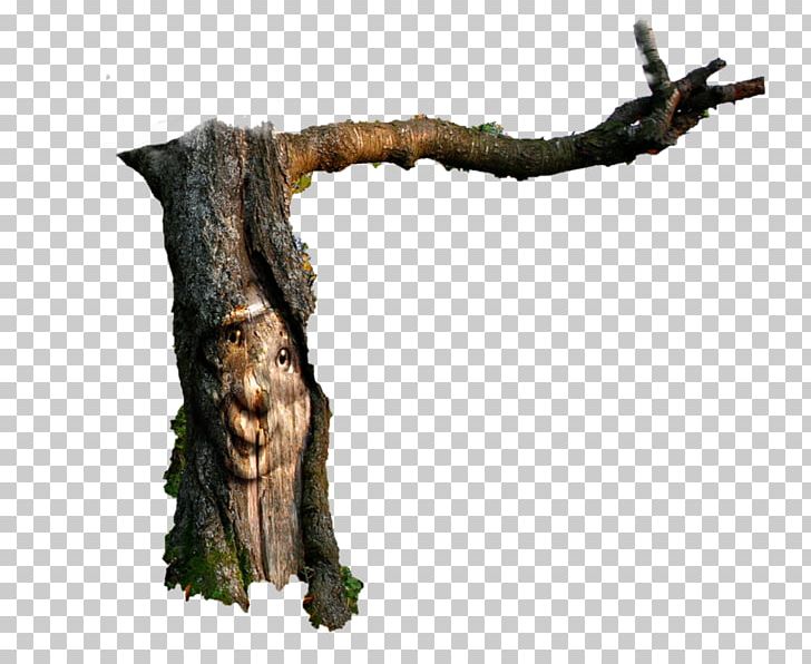 Wood /m/083vt PNG, Clipart, Branch, Fairy Tree, M083vt, Nature, Plant Free PNG Download