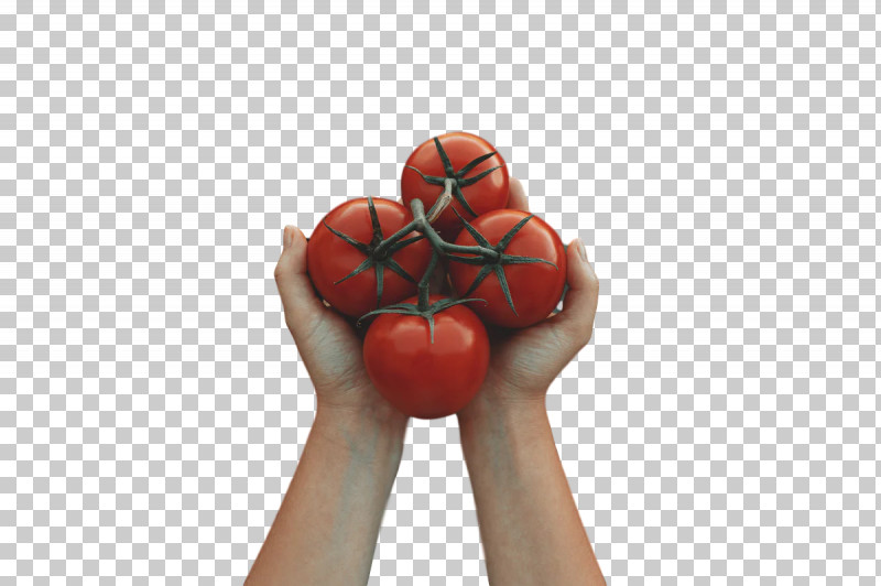 Tomato PNG, Clipart, Fruit, Hm, Tomato Free PNG Download