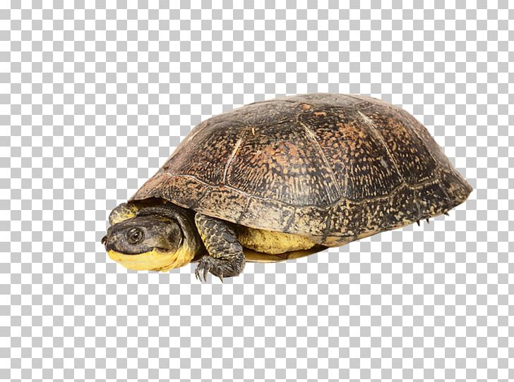 Box Turtles PhotoScape Sea Turtle Tortoise PNG, Clipart, Animal, Box Turtle, Box Turtles, Emydidae, Gimp Free PNG Download