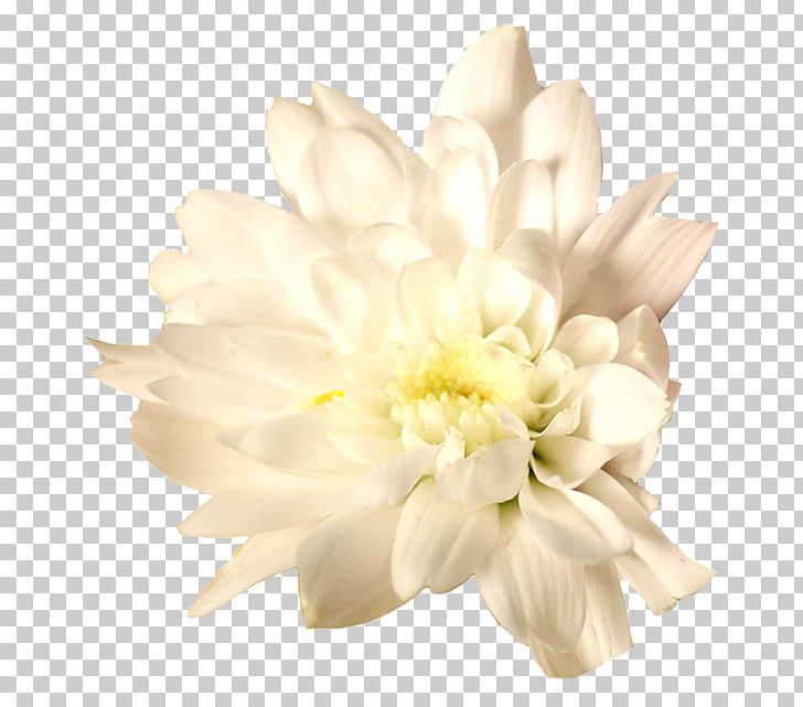 Cut Flowers Chrysanthemum Floristry Dahlia PNG, Clipart, Chrysanthemum, Chrysanths, Common Daisy, Cut Flowers, Dahlia Free PNG Download