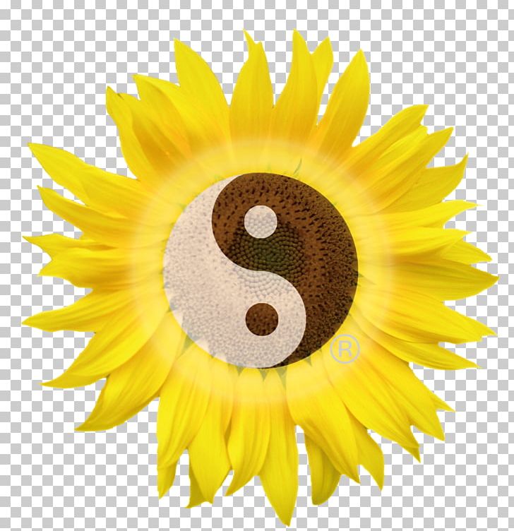 Sunflower M Close-up PNG, Clipart, Closeup, Closeup, Daisy Family, Flower, Flowering Plant Free PNG Download