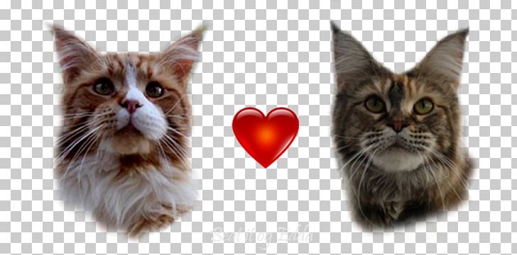 Whiskers Maine Coon Kitten Raccoon PNG, Clipart, Carnivoran, Cat, Cat Like Mammal, Ear, Fauna Free PNG Download