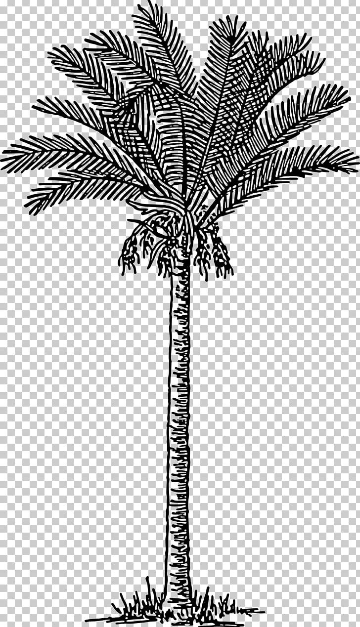Date Palm Arecaceae PNG, Clipart, Arecaceae, Arecales, Black And White, Borassus Flabellifer, Branch Free PNG Download