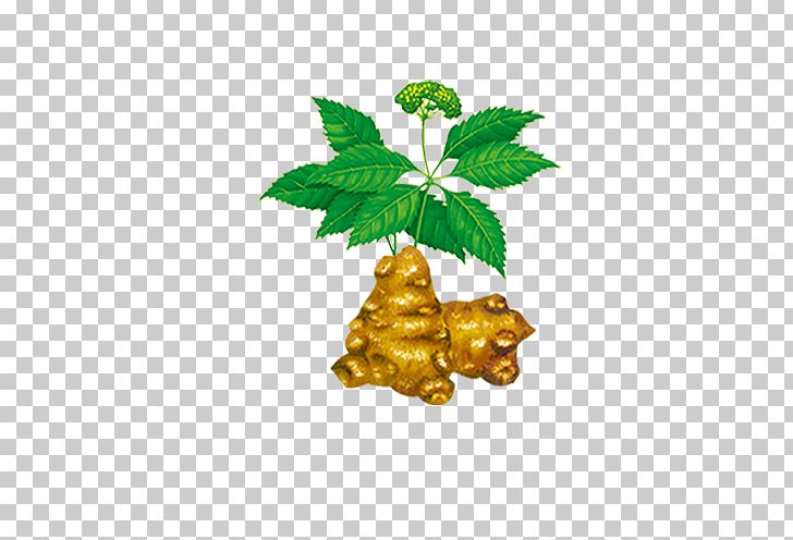 Ginger Zingiber Cassumunar Icon PNG, Clipart, Computer Icons, Condiment, Download, Element, Encapsulated Postscript Free PNG Download