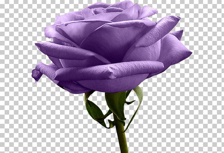 Rose Purple Yellow Flower Lavender PNG, Clipart, Bud, Color, Cut Flowers, Flower, Flowering Plant Free PNG Download