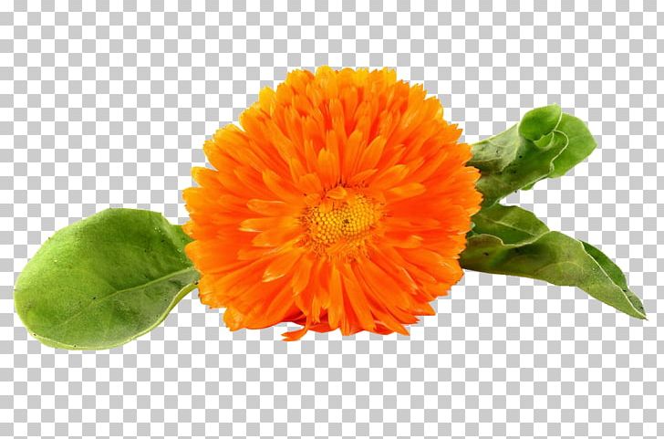 The Bhagvadgita The Nature Cure Thought PNG, Clipart, Annual Plant, Bloom, Calendula, Daisy Family, Flower Free PNG Download