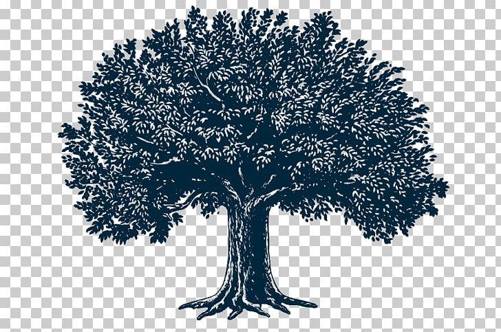 Tree Illustrator PNG, Clipart, Apple, Arthur Rackham, Black And White, Branch, Conifer Free PNG Download