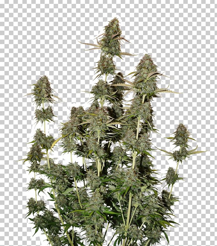 Autoflowering Cannabis Seed Power Station Cannabis Sativa Harvest PNG, Clipart, Autoflowering Cannabis, Cannabis Sativa, Crop, Crop Yield, Dominance Free PNG Download