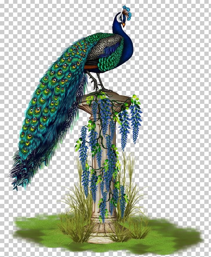 Bird Phasianidae Peafowl Feather Beak PNG, Clipart, Animal, Animals, Beak, Bird, Fauna Free PNG Download