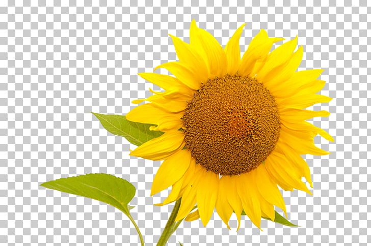 Common Sunflower Sunflower Seed Sunflowers PNG, Clipart, Augustus De Morgan, Common Sunflower, Daisy Family, Flower, Flowering Plant Free PNG Download