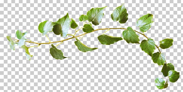 Leaf Twig World Wide Web PNG, Clipart, Background Green, Branch, Branches, Branches And Leaves, Color Free PNG Download