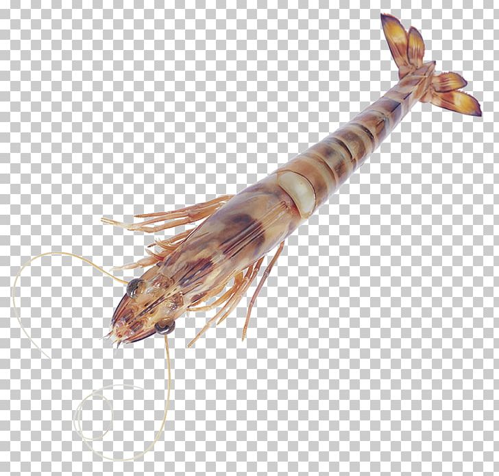 Caridea Seafood Crab Shrimp Palinurus Elephas PNG, Clipart, Animals, Animal Source Foods, Archive File, Atyopsis, Bamboo Free PNG Download
