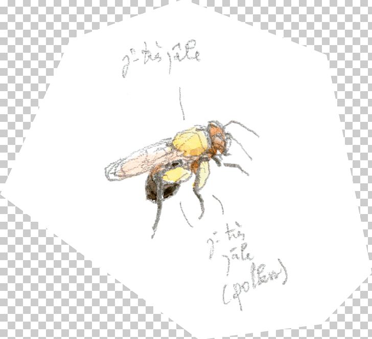 Honey Bee PNG, Clipart, Arthropod, Bee, Fly, Honey, Honey Bee Free PNG Download