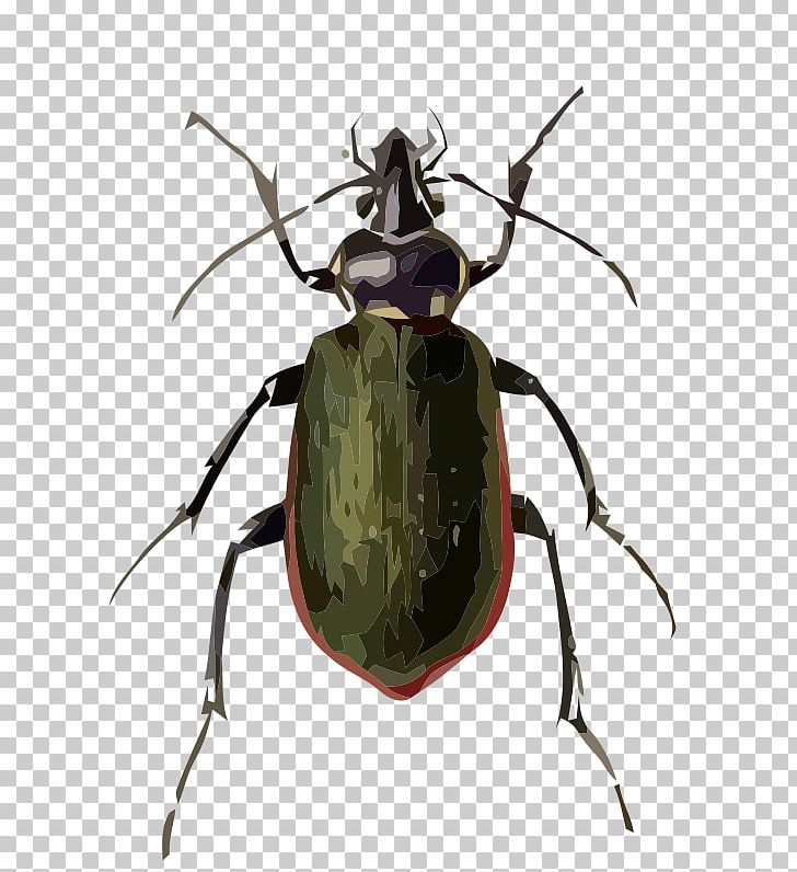 Longhorn Beetle Fiery Searcher Calosoma Sycophanta Calosoma Inquisitor PNG, Clipart, Animals, Arthropod, Beetle, Calosoma Inquisitor, Calosoma Scrutator Free PNG Download