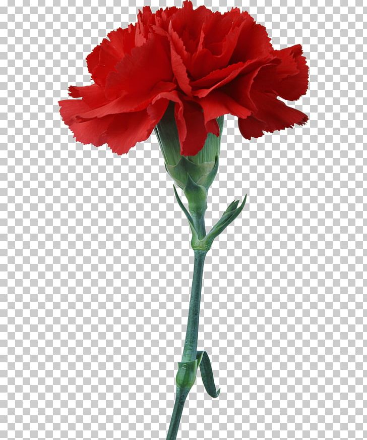 Carnation Cut Flowers Stock Photography PNG, Clipart, China Rose, Cicek, Cicekler, Desktop Wallpaper, Dianthus Free PNG Download