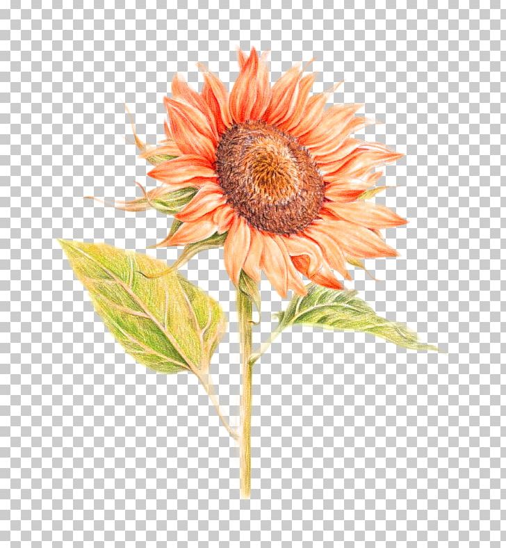 Common Sunflower U82b1u4e4bu7e6a: 38u7a2eu82b1u7684u8272u925bu7b46u5716u7e6a Painting Illustration PNG, Clipart, Christmas Decoration, Colored Pencil, Daisy Family, Flower, Flowering Plant Free PNG Download