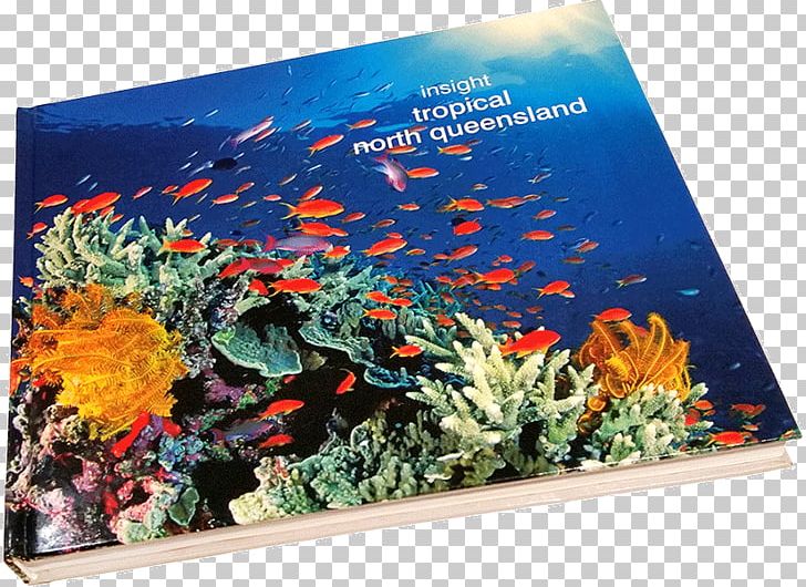 Coral Reef Fish Ecosystem Marine Biology PNG, Clipart, Aquarium, Aquarium Decor, Biology, Coral, Coral Reef Free PNG Download