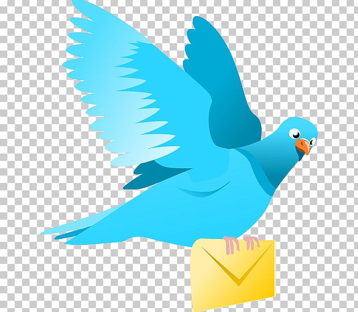 Homing Pigeon Columbidae Bird Pigeon Post PNG, Clipart, Animals, Beak, Bird, Carrier, Columbidae Free PNG Download