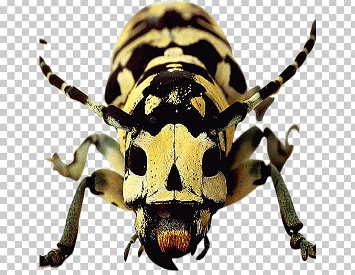Longhorn Beetle Weevil Scarab Terrestrial Animal PNG, Clipart, Animal, Animals, Arthropod, Beetle, Beetles Free PNG Download