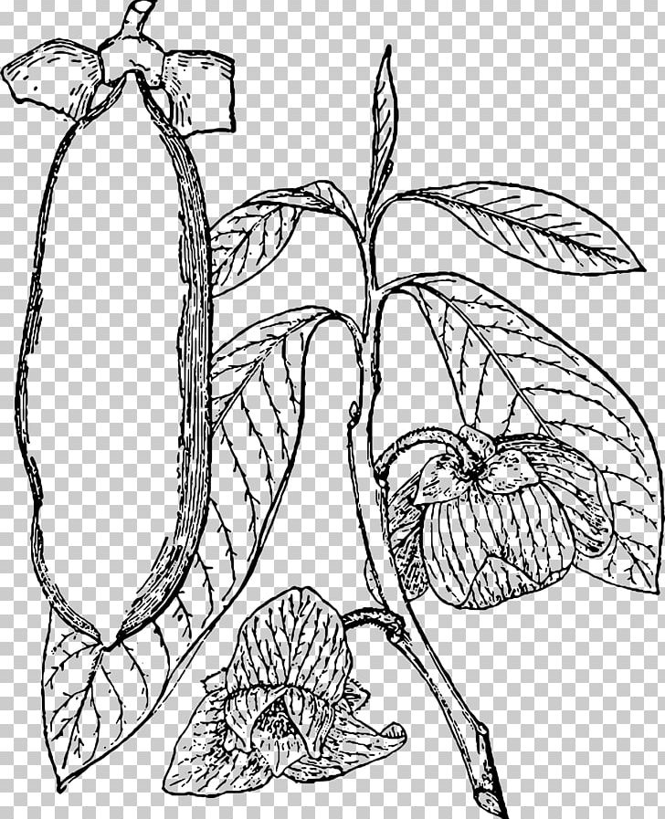 Pawpaw Soursop Plant Tree Pollinator PNG, Clipart, Annonaceae, Area, Aronia, Aronia Melanocarpa, Art Free PNG Download