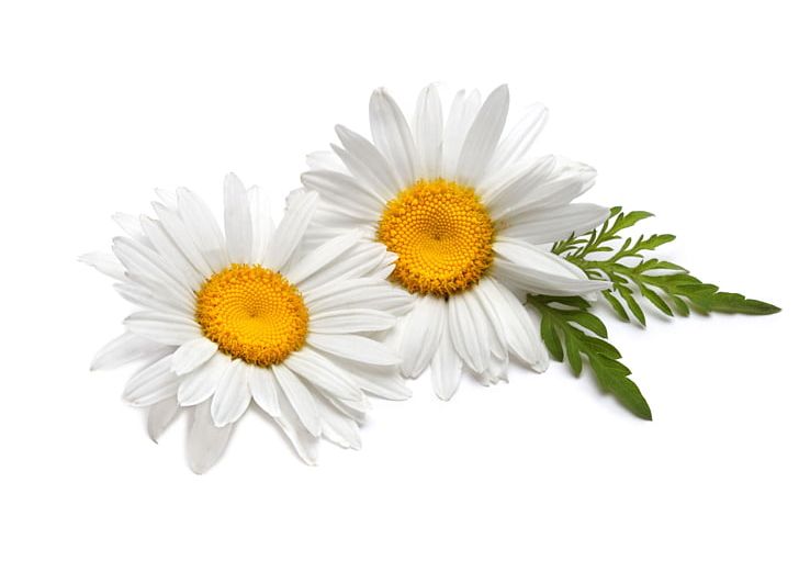 Tea German Chamomile Flower Roman Chamomile PNG, Clipart, Annual Plant, Aster, Camomile, Chamaemelum Nobile, Chamomile Free PNG Download