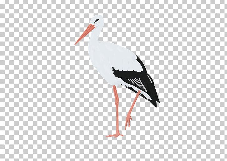 White Stork Water Bird Beak Woodpecker PNG, Clipart, American Goldfinch, Animal, Animals, Beak, Bird Free PNG Download