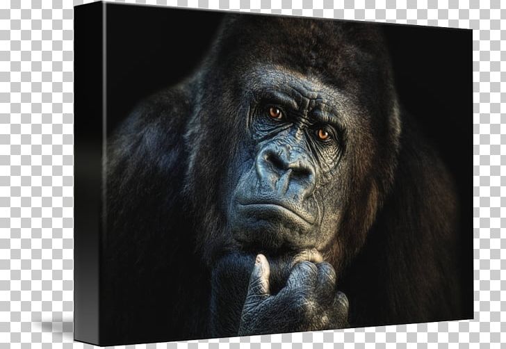 Ape Wildlife Western Lowland Gorilla Orangutan Canvas PNG, Clipart, Animal, Animals, Ape, Art, Canvas Free PNG Download
