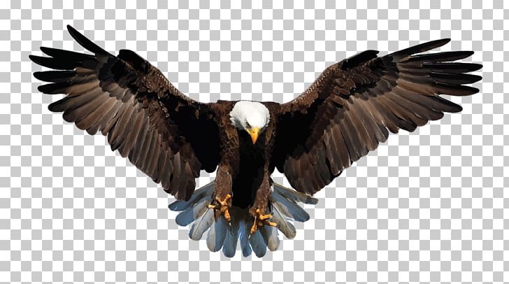 Bald Eagle Bird Stock Photography Drawing PNG, Clipart, Accipitriformes, Animal, Animals, Bald Eagle, Beak Free PNG Download