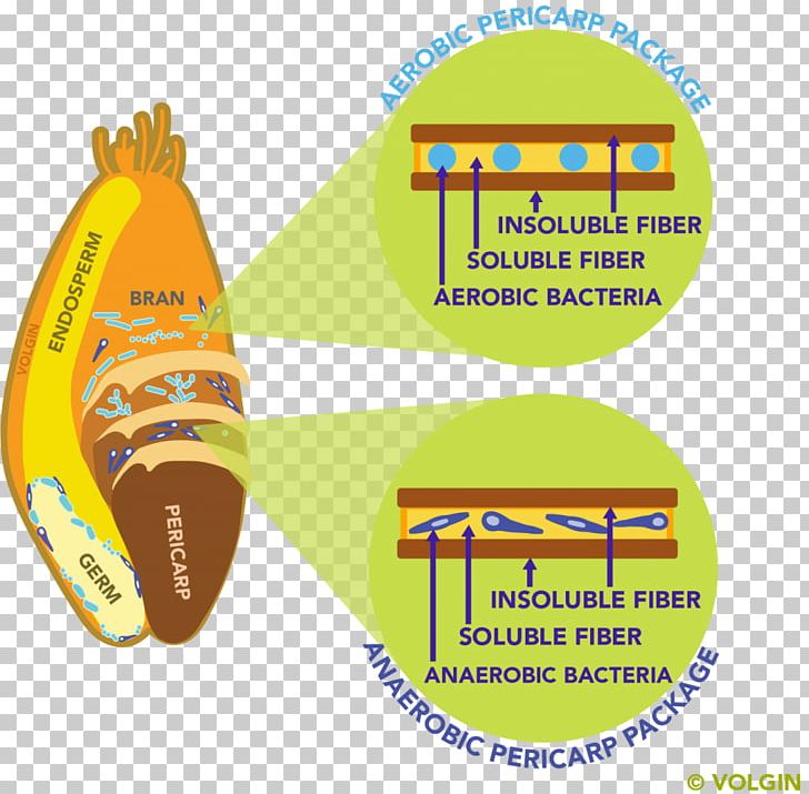 Dietary Fiber Microbiota Gut Flora Bacteria Food PNG, Clipart, Anaerobic Organism, Area, Bacteria, Brand, Cereal Free PNG Download