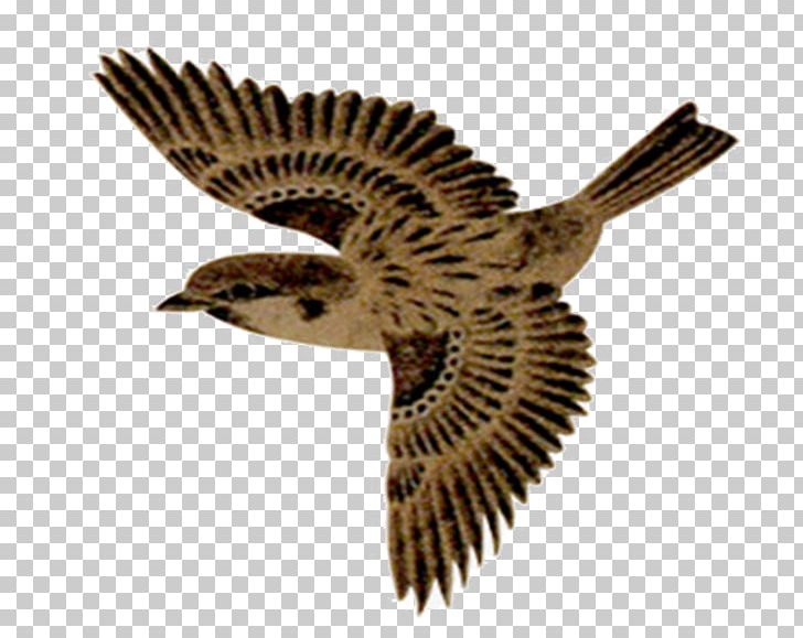 House Sparrow Bird Portable Network Graphics Adobe Photoshop PNG, Clipart, Beak, Bird, Bird Of Prey, Download, Eagle Free PNG Download