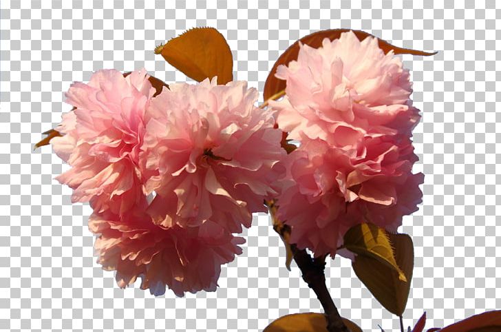 Japan Cherry Blossom Floral Design PNG, Clipart, Blossom, Blossoms, Branch, Carnation, Cerasus Free PNG Download