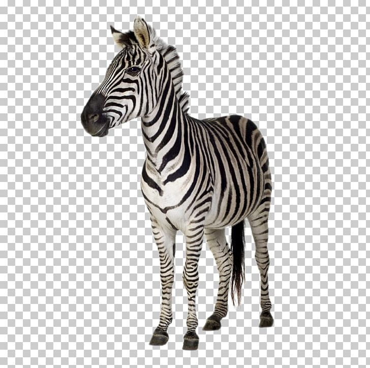 Burchells Zebra Stripe Stock Photography Wall Decal PNG, Clipart, Adult, Animal, Animals, Black And White, Clips Free PNG Download