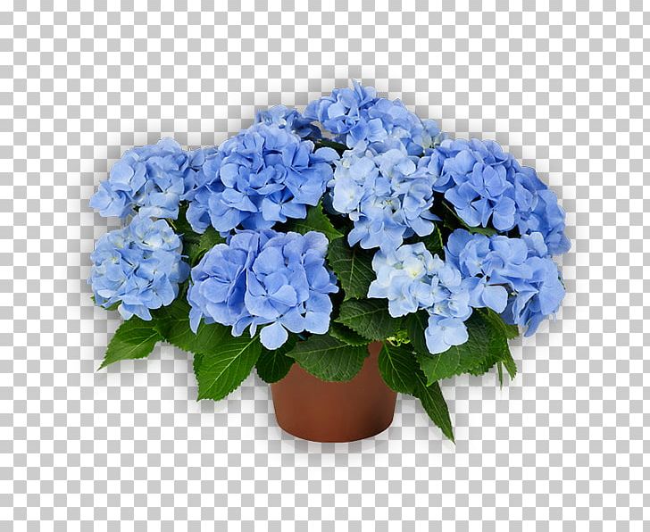 Hydrangea Flowerpot Floral Design Cut Flowers PNG, Clipart, Annual Plant, Bellflower Family, Blue, Cornales, Cut Flowers Free PNG Download
