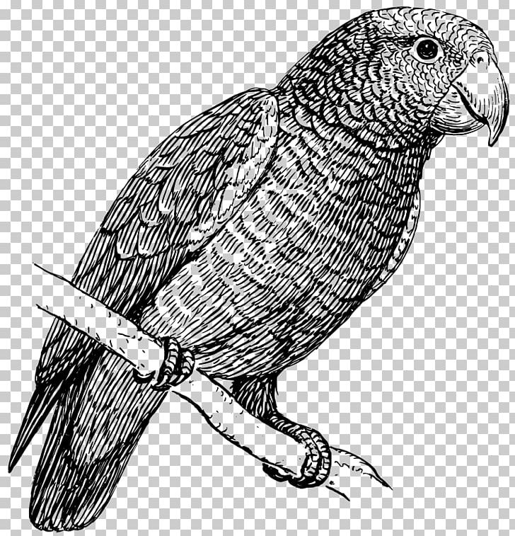 Parrot Black And White Budgerigar PNG, Clipart, African Grey, Amazon Parrot, Animal, Animals, Beak Free PNG Download