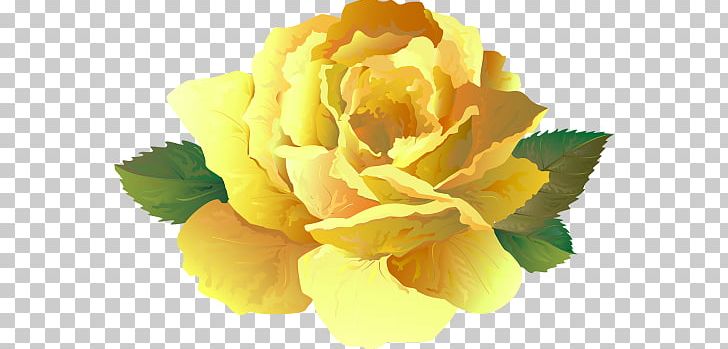 Cabbage Rose Floribunda Floristry Cut Flowers Peony PNG, Clipart, Cabbage Rose, Closeup, Cut Flowers, Floribunda, Floristry Free PNG Download